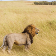 10 days Uganda safari