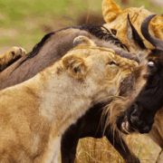 6 Days Masai Mara and Serengeti safari