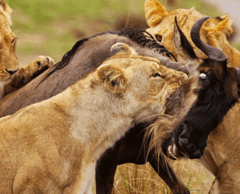 6 Days Masai Mara and Serengeti safari