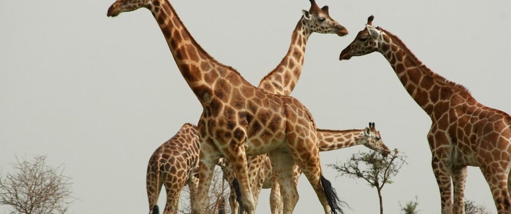 12 days Uganda Wildlife Safari