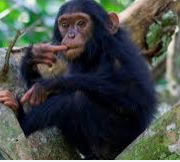 Kibale Forest National park