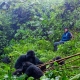 9 Days Rwanda Gorilla Trekking