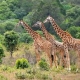 6 days Tanzania Safari