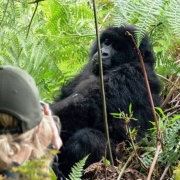 6 Days Masai Mara and Gorilla trekking