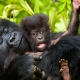 3 days Uganda Gorilla safari