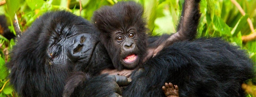 3 days Uganda Gorilla safari