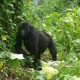5 days Bwindi and Queen Elizabeth safari
