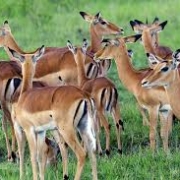 7 days  Tanzania safari