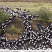 Serengeti national park