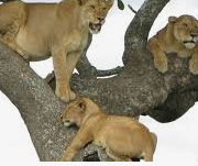 Queen Elizabeth National Park