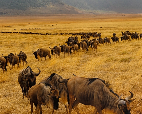 6 days Masai Mara and Bwindi safari