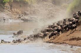 3 Days Wildebeest migration Safari