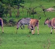 Lake Mburo National park
