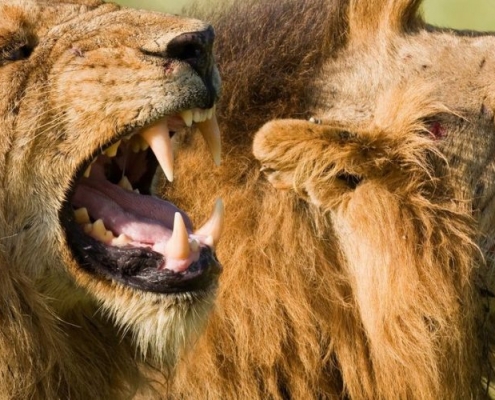 6 Days Safari Tour in Rwanda