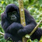 Gorilla Trekking Rwanda
