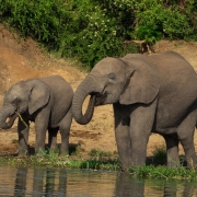 12 days wildlife and gorilla safari