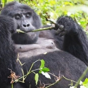 6 Days Uganda and Kenya safari