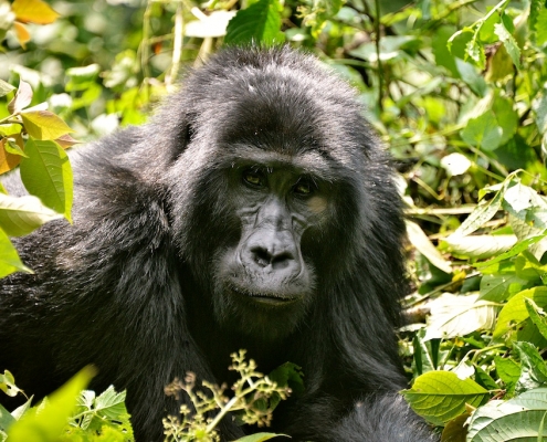 3 Days Rwanda Gorilla Safari