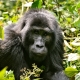 3 Days Rwanda Gorilla Safari