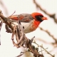 Uganda birding safaris