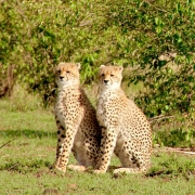 5 days Budget Masai Mara Safari