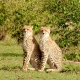 5 days Budget Masai Mara Safari
