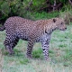 4 days Tanzania safari