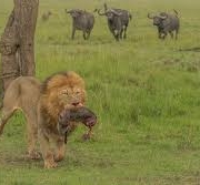 3 days Masai Mara Safari