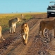 Serengeti Safaris