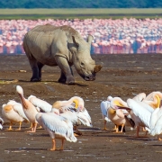 2 day Ngorongoro Crater and Lake Manyara