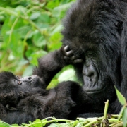 Bwindi  Impenetrable National Park
