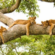 5 days Kibale and Queen Elizabeth Tour