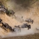 5 Days Great Migration Safari