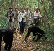 Nyungwe forest national park