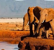 Tsavo East national park