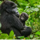 3 days Uganda gorilla tracking safari from Kigali