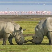 Lake Nakuru national park