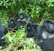 Budget Gorilla trekking