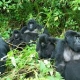 Budget Gorilla trekking