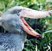 14 days Uganda birding safari