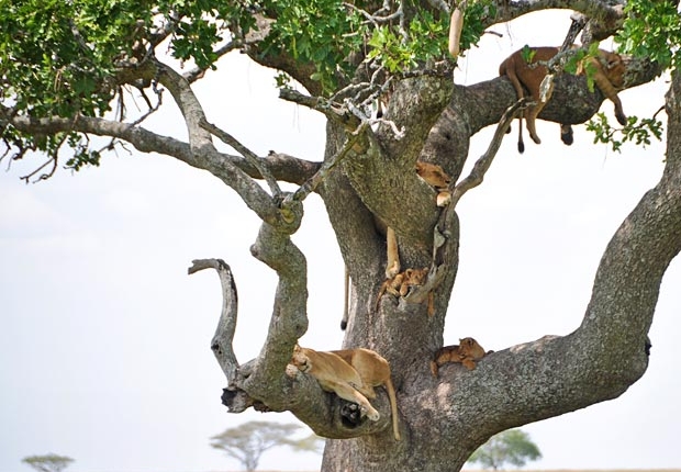 Trees of Serengeti
