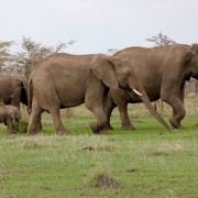 Amboseli national park