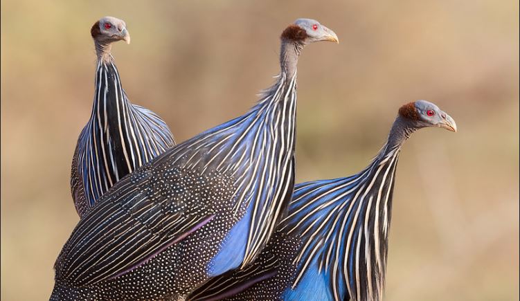 birds of tsavo west national park