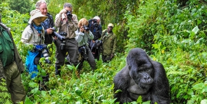 budget Uganda gorilla safari