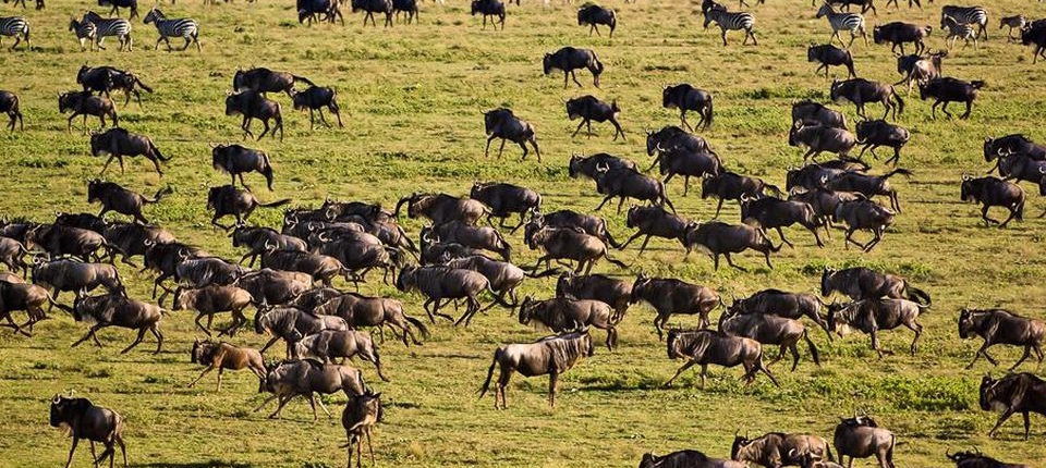 wildebeests in serengeti