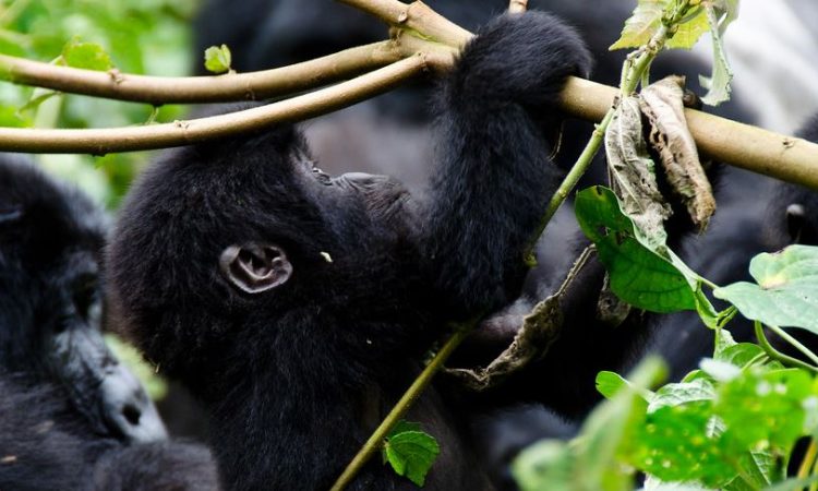 bwindi gorilla trekking 