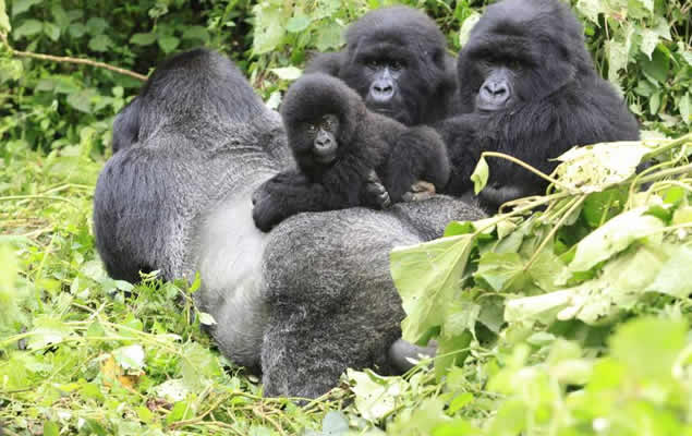 Uganda Gorilla trekking tours