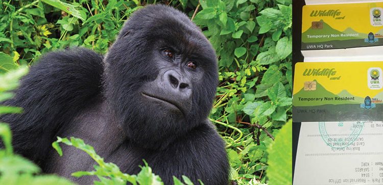 best gorilla trekking company