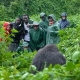 Gorilla safari in Uganda