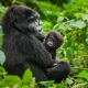 best gorilla trekking company